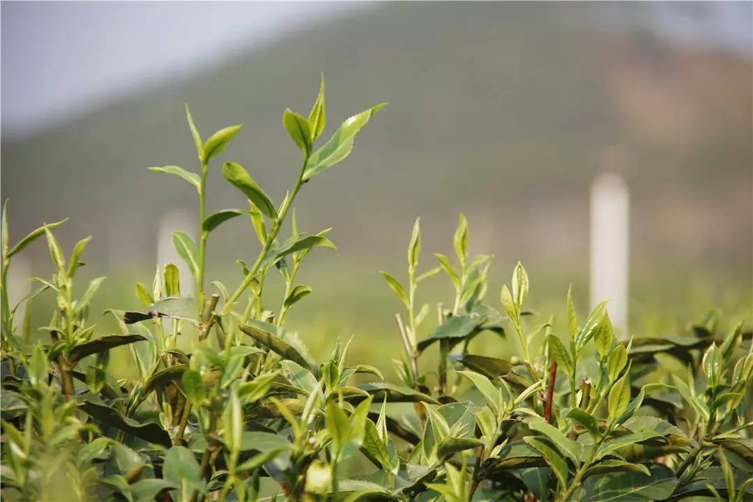 小编在翁源周陂马鞍山发现了一大片茶场!