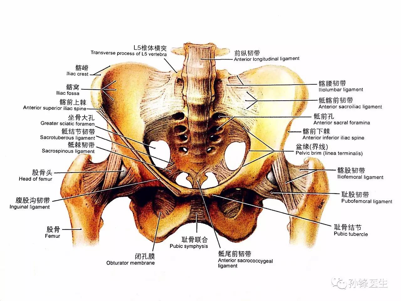 图(3:骨盆及其韧带(前面观)