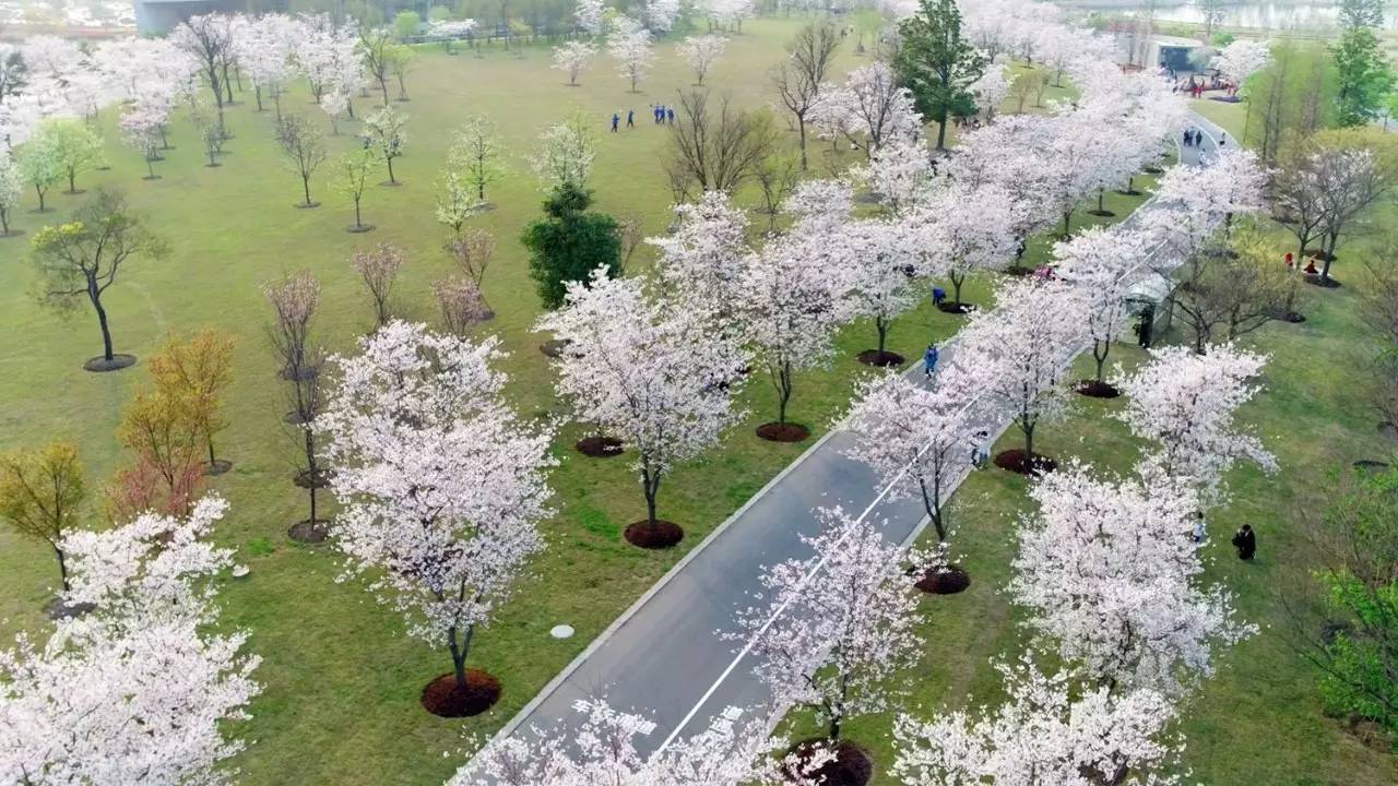 辰山惊现800米樱花大道且看且珍惜