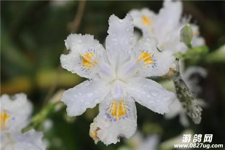 巴中花从人口_巴中南江山上的花图片