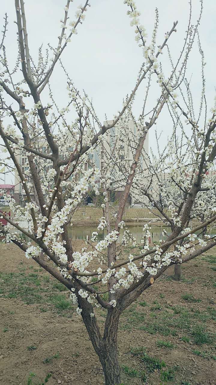 初春的阳光亮的晃眼 一树树杏花素素地开,淡淡的香 不知美了多少人的