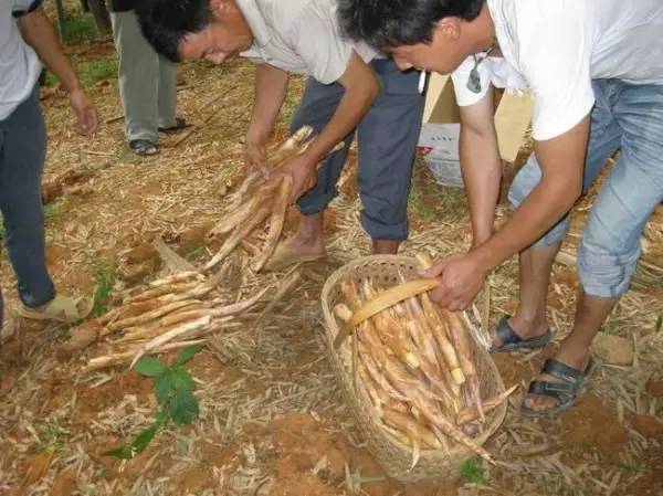 bamboo shoot 即毛竹笋(长大后就是毛竹了),个头比冬笋大,笋肉淡黄