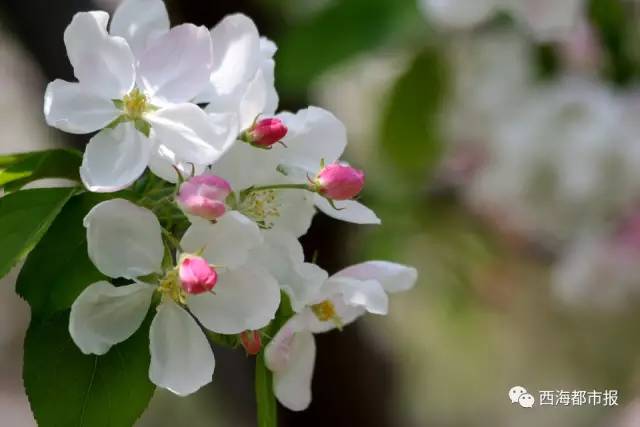 紫叶稠李,香花槐,北美海棠,各种月季,山桃稠李,美人梅,各类宿根花卉等