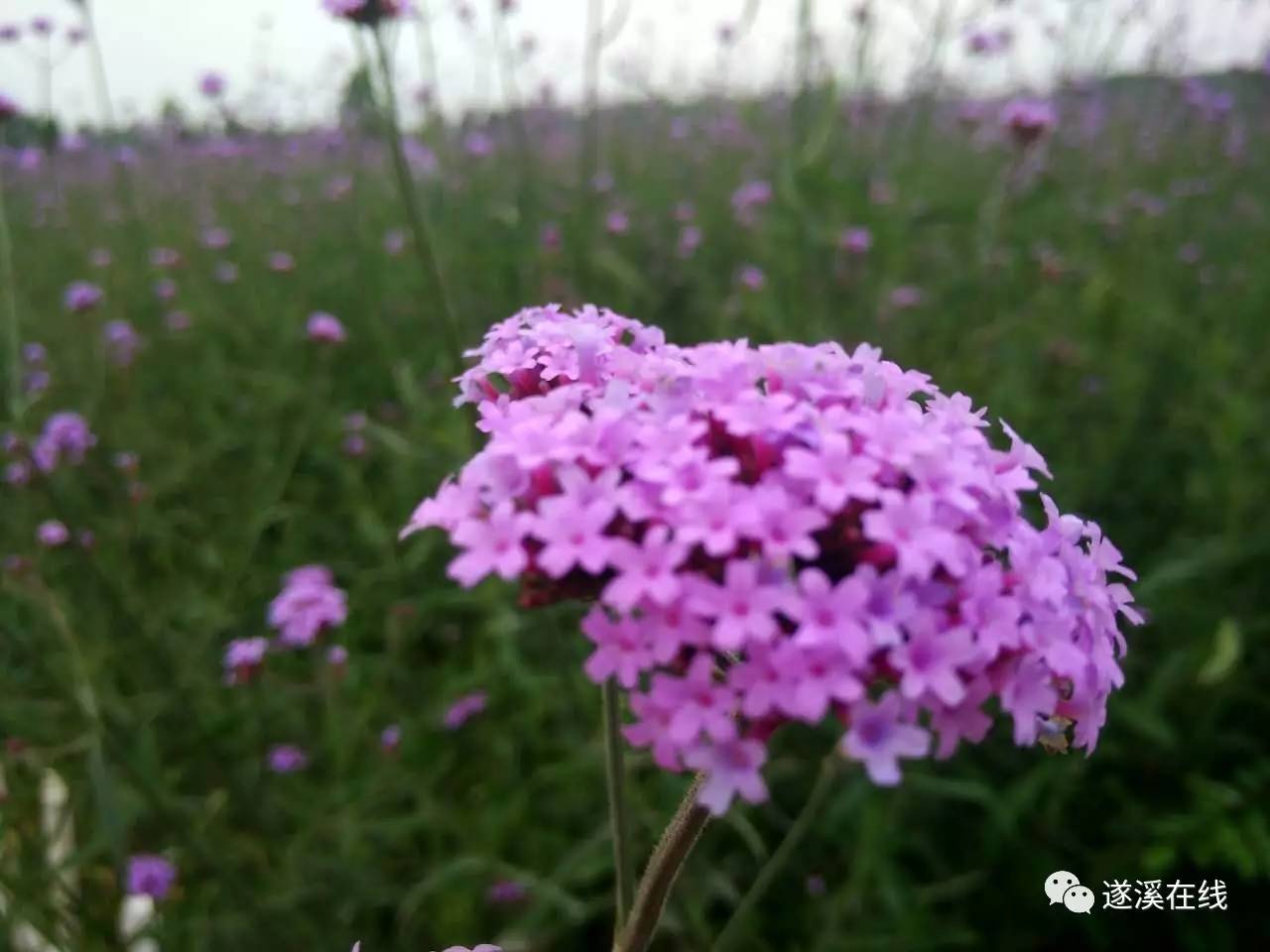 遂溪香蜜园还将开展丰富多彩的旅游活动,游客在赏熏衣草花海的同时