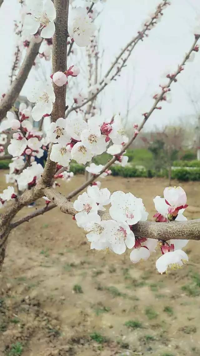 初春的阳光亮的晃眼 一树树杏花素素地开,淡淡的香 不知美了多少人的