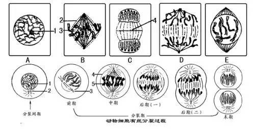 有丝分裂必备知识清单