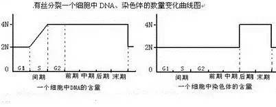 有丝分裂必备知识清单