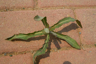 山野菜大全!看完别淌哈拉子!