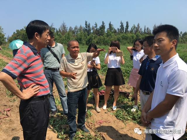 在儋州田间地头,一串串皮薄粉嫩的海头地瓜从沙土地里拔出后,甚是