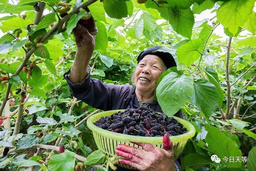 眼下正是桑椹的采摘季节,果园里硕果累累,处处弥漫着丰收的气息.