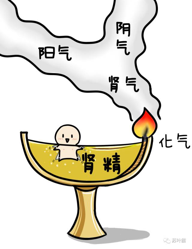 如何行之有效地补肾丨苏叶猫漫画中医