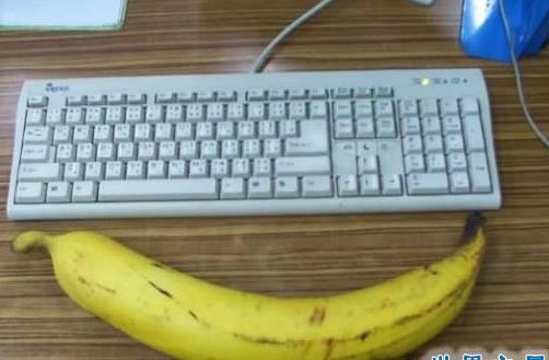 世界上最大的香蕉,长近30厘米,重达4斤左右