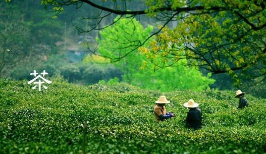 如何利用茶文化旅游打造特色小镇