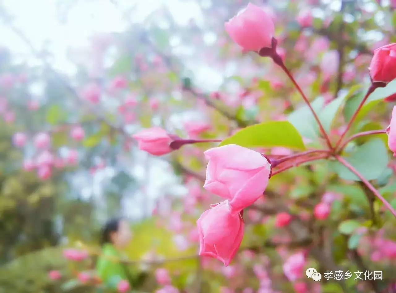 春雨润物细无声品味孝感乡文化园的人间四月天