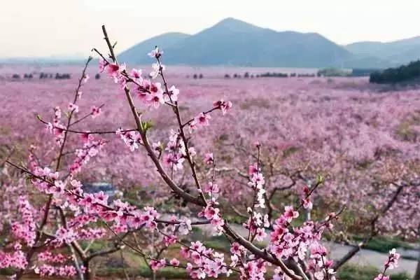 金海湖桃花观赏区