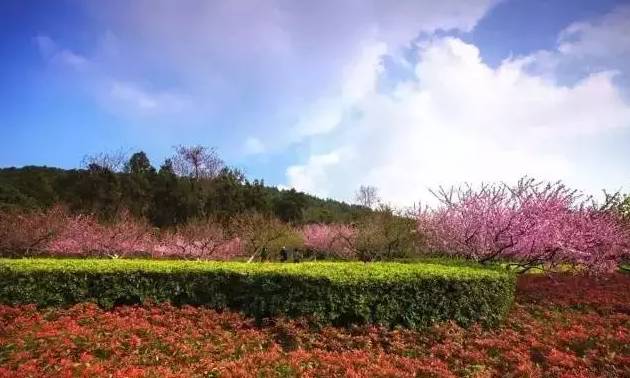 十里杏花村