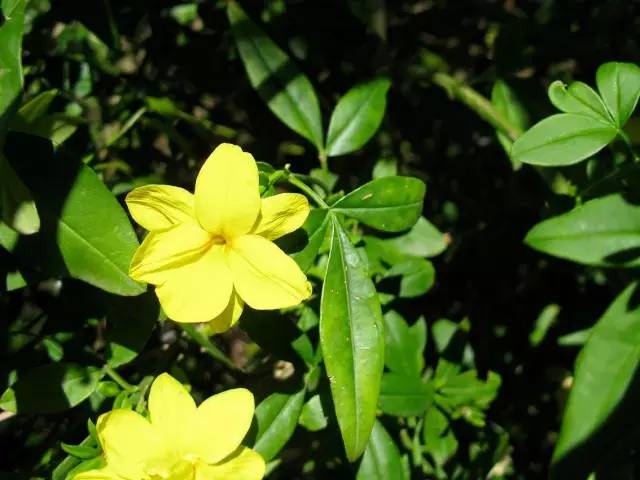 野迎春都是黄花更有绿叶衬,而正牌迎春花因为是落叶植物,且先花后叶