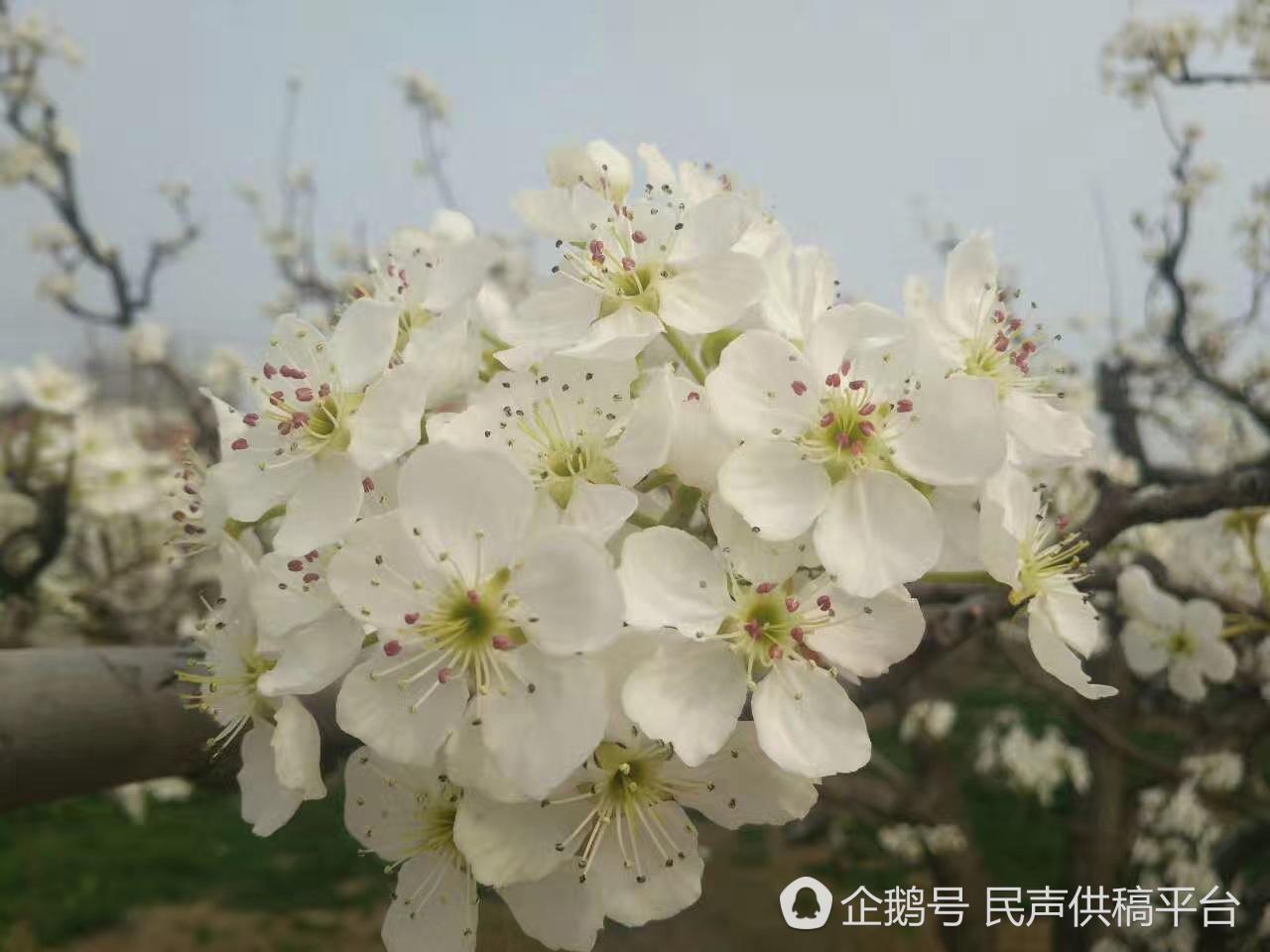 山东阳信:梨花朵朵向阳开