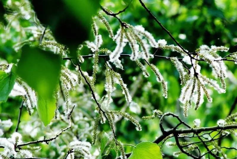 其它 正文        ▲柳絮近景 当然除了杨絮,柳絮,还有一些植物也会