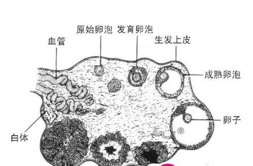 备孕中,但卵泡发育不良怎么办?