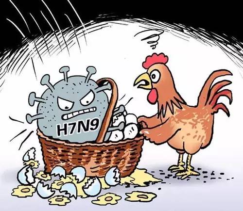 禽流感不是能被高温杀死吗为什么还禁止买鸡?
