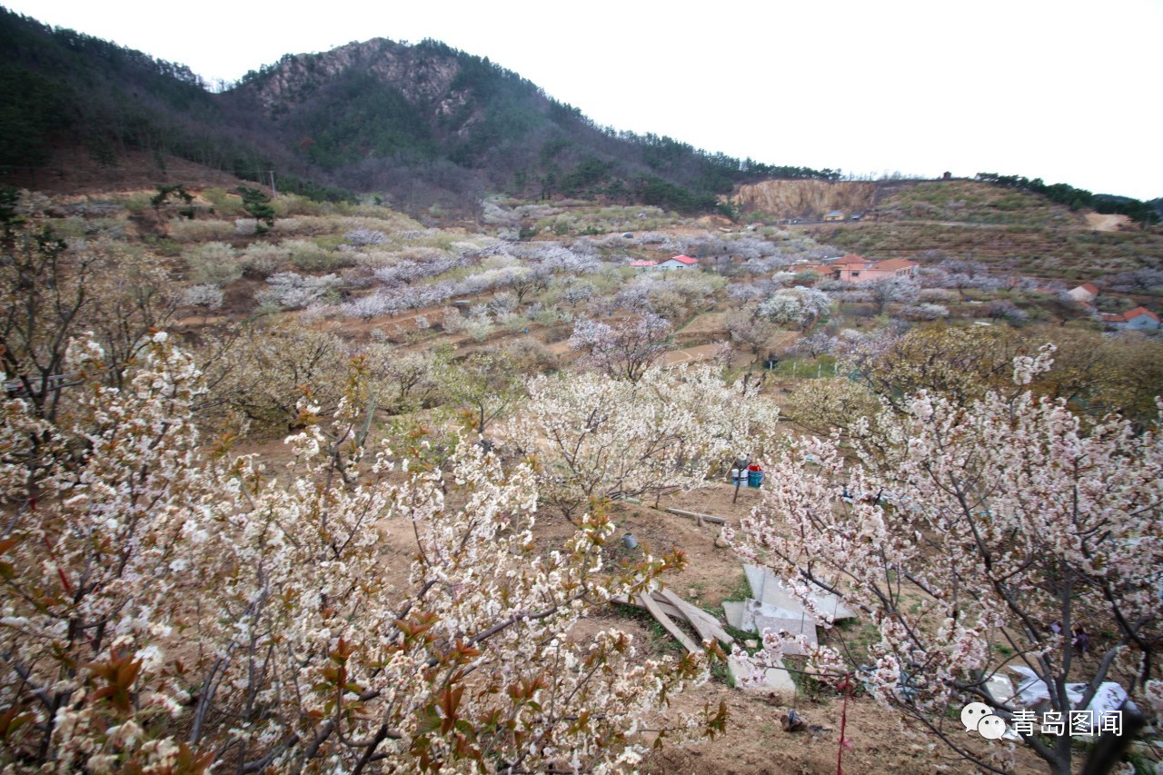 青岛樱桃谷:美丽的别人的村庄!