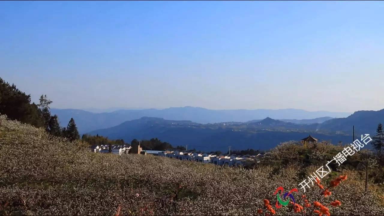 春风来 梨花开 大德九岭千亩花海等你来!