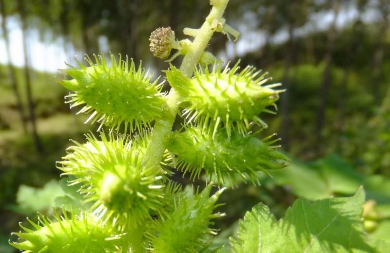 几种农村植物,治鼻炎有奇效,你知道吗?