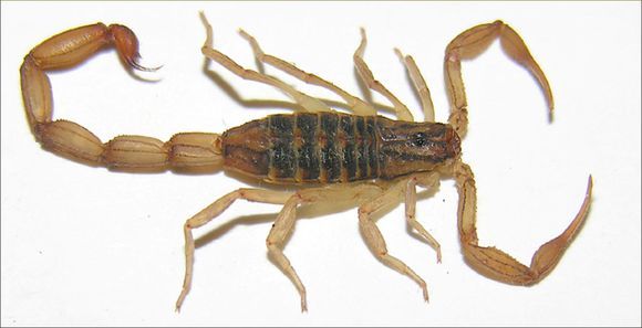 英文名:yellow fat-tailed scorpion(黄色大尾巴),是一种剧毒性蝎子