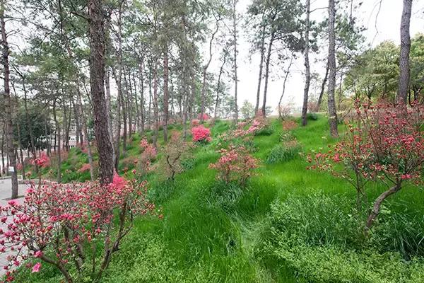 又是信阳学院校园花红时