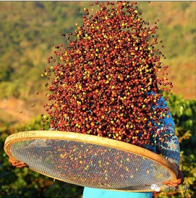 代表:肯尼亚肯尼亚种植的是高品质的阿拉伯克咖啡豆,咖啡豆几乎吸收了