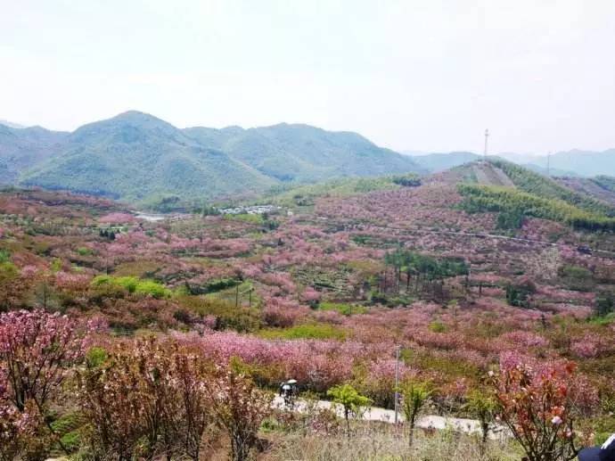 4月12日(周三),余姚~徒步蟹坑岭古道,赏四明山烂漫樱花