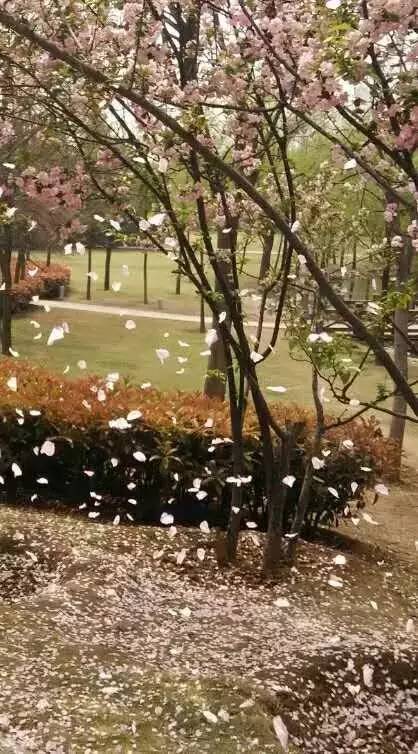 【春景图】梨花带雨,落红满地……一场春雨过后,鹰城