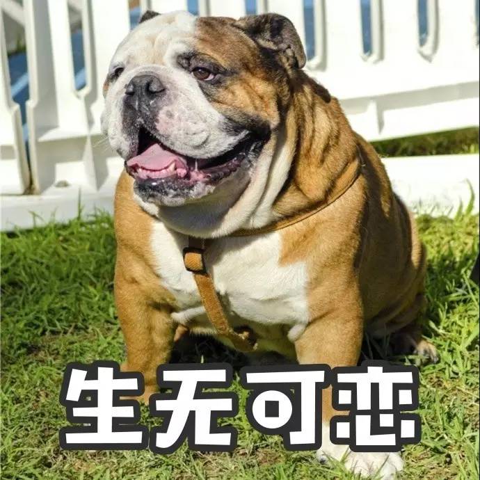 恶犬变成表情包!搞事情!