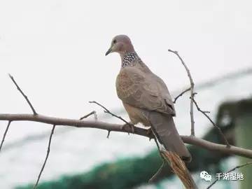 珠颈斑鸠