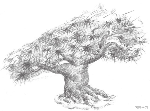 如何学素描—素描松树的绘画教程