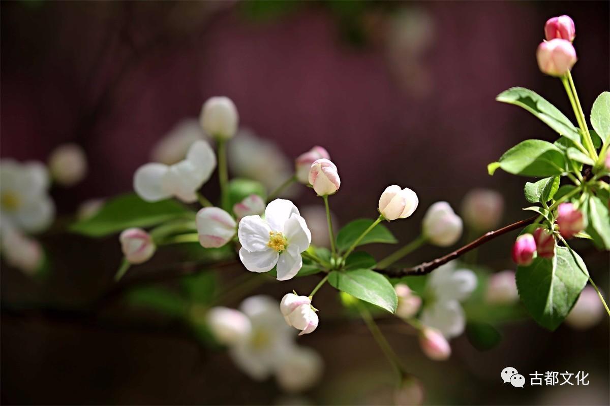 海棠未雨,梨花先雪—走进古人的海棠世界