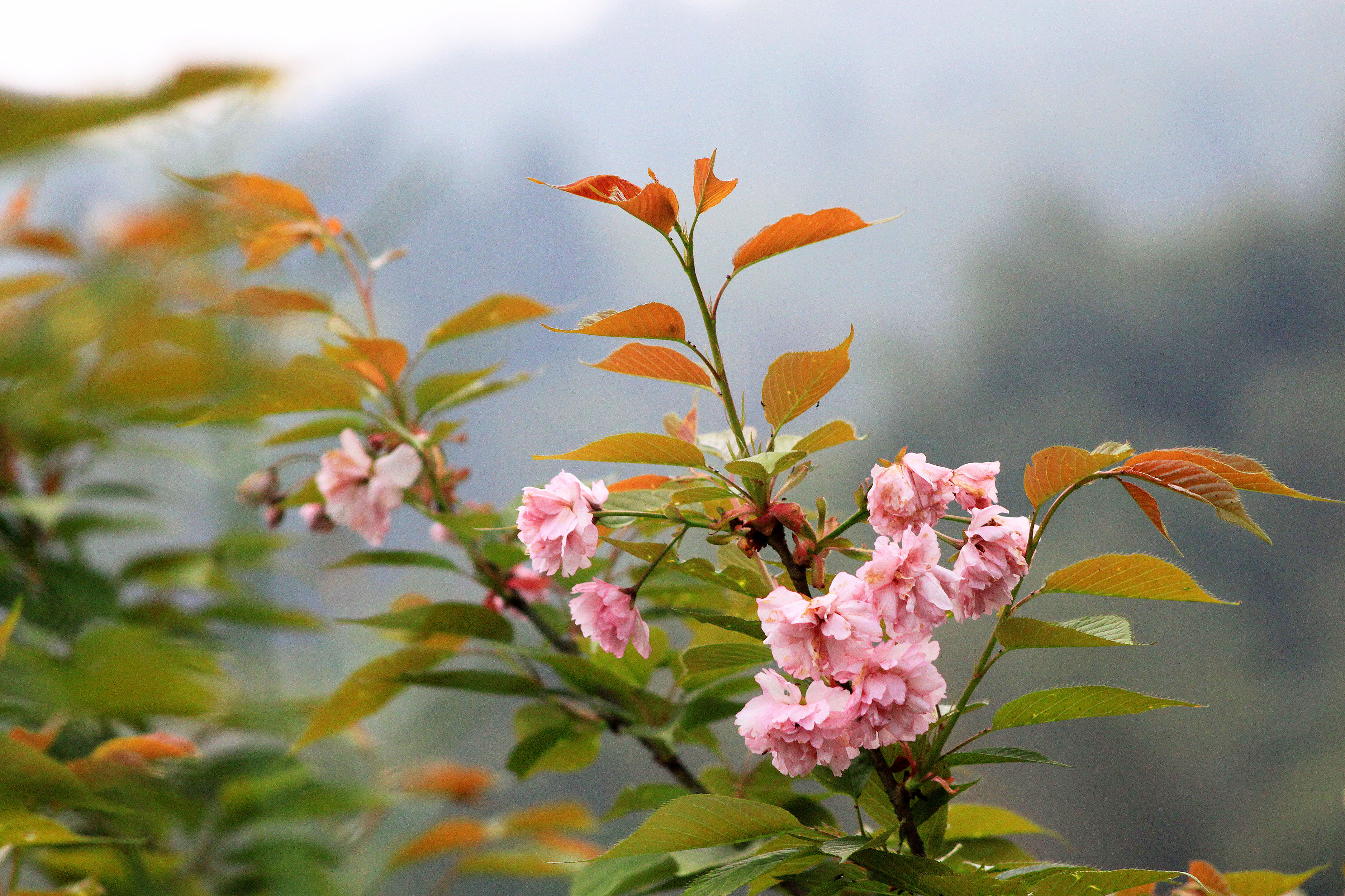 大山里的人与春天的花朵