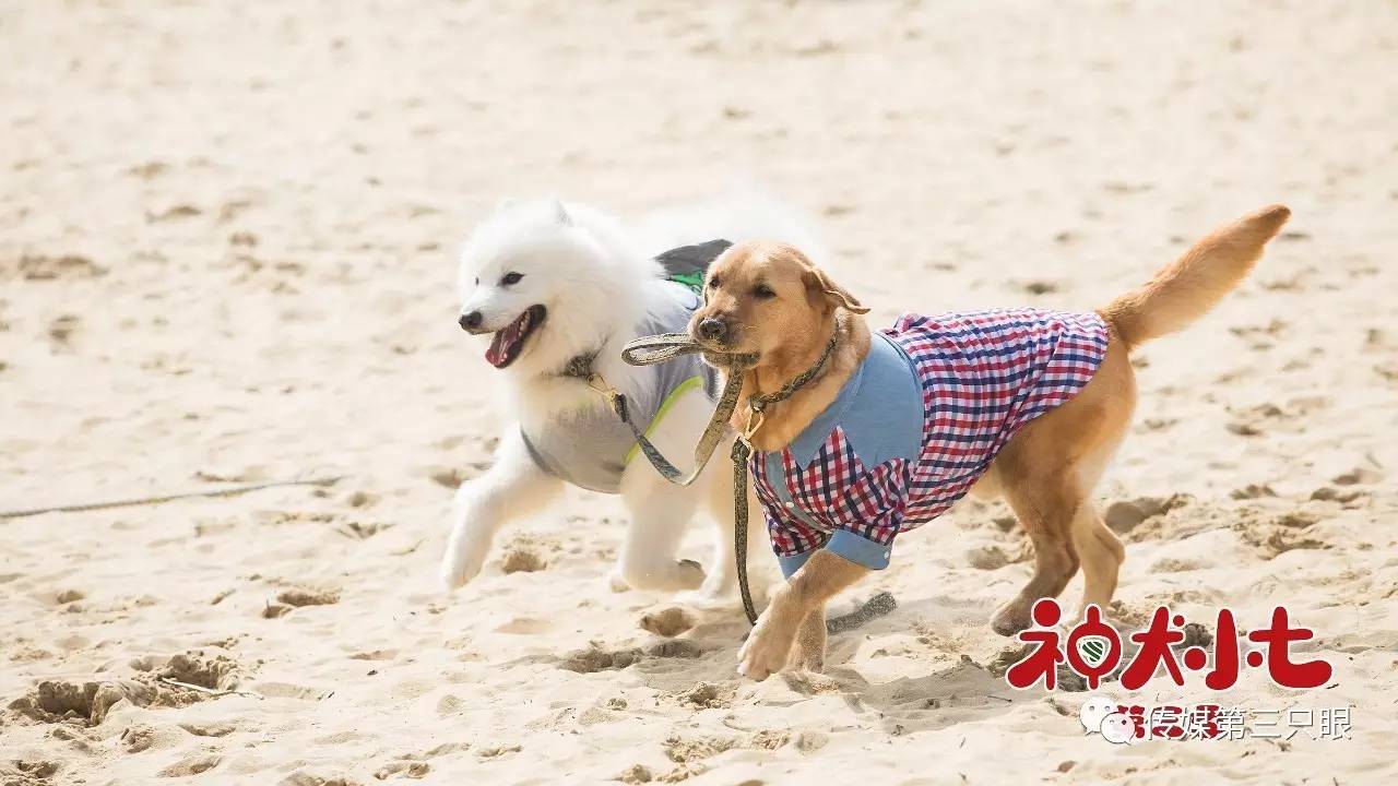 《神犬小七3》里汇集了多种萌宠,犬女一号小雪,退役军犬步枪,加菲猫阿