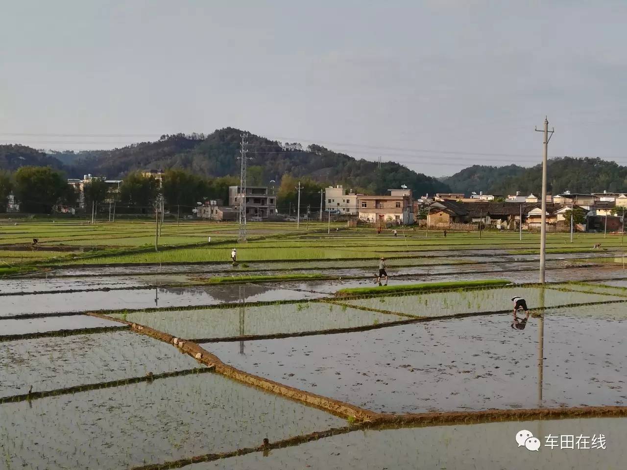 车田春耕图,原来车田的田间地头也是这样美!