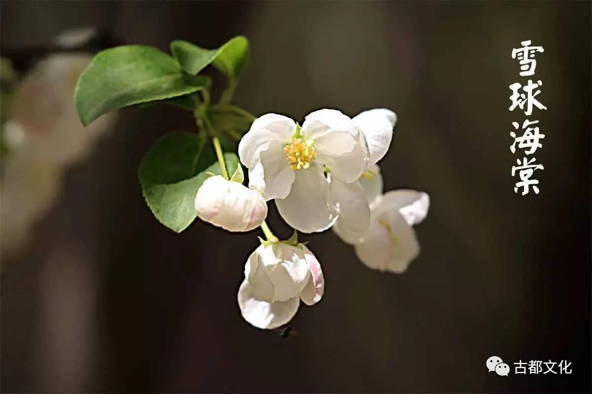 海棠未雨,梨花先雪—走进古人的海棠世界