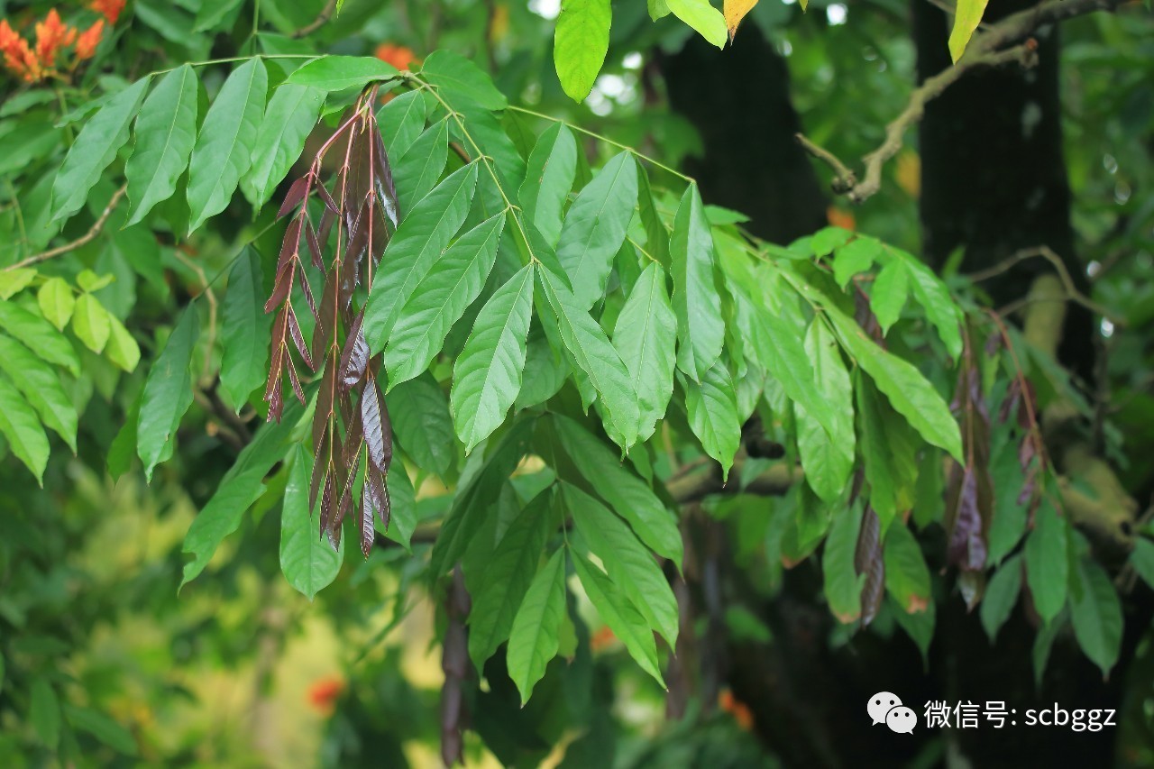 佛教圣树无忧树盛开赏花正当时