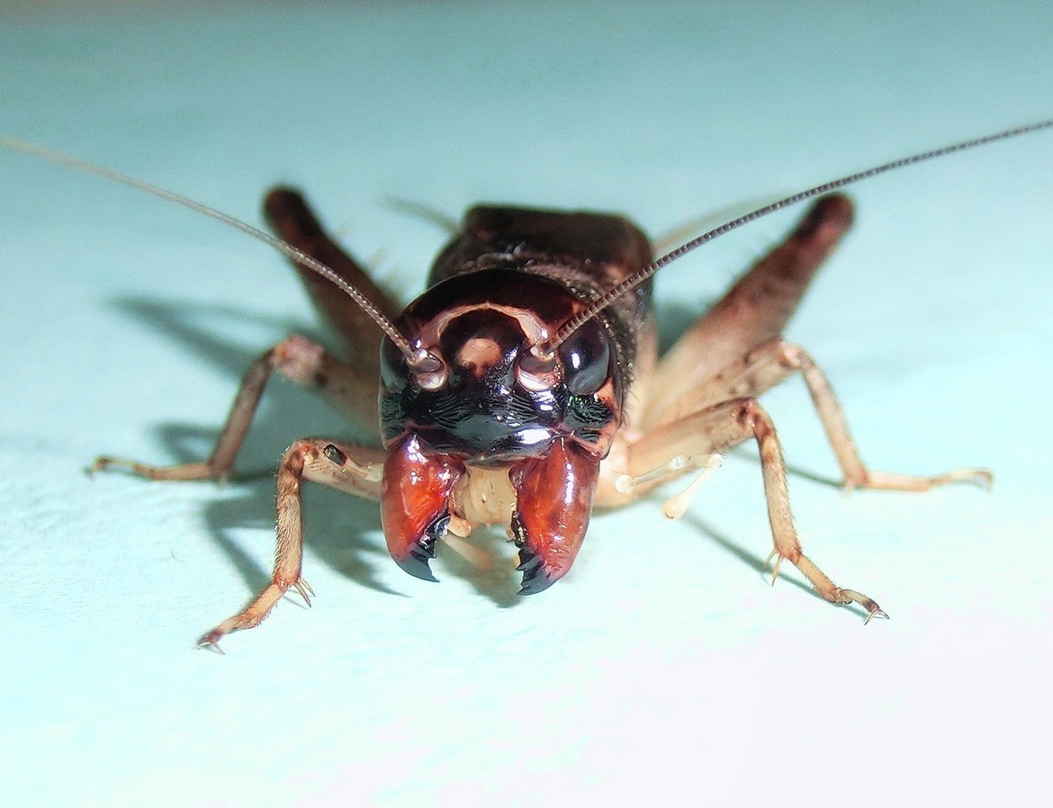 虫季收藏：蟋蟀挑选秘谱《尾之辨》