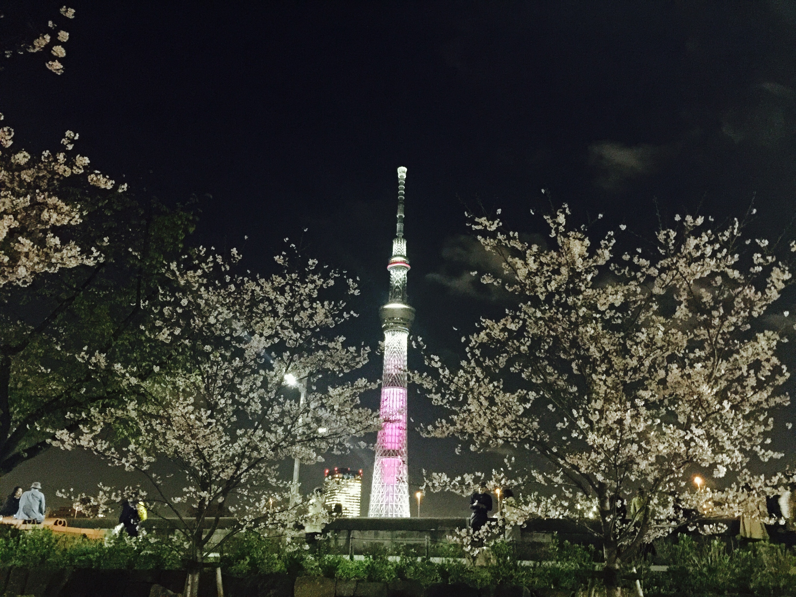 樱花和东京天空树在一起会是一种怎样的美丽景象?
