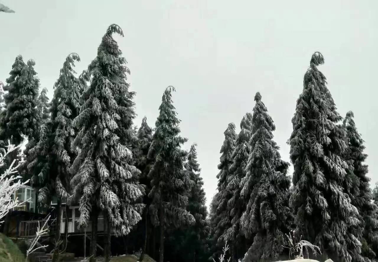 "它们啃食着大山上的野草,几十种中草药,一枝蒿,贝母,黄芩,九牯牛