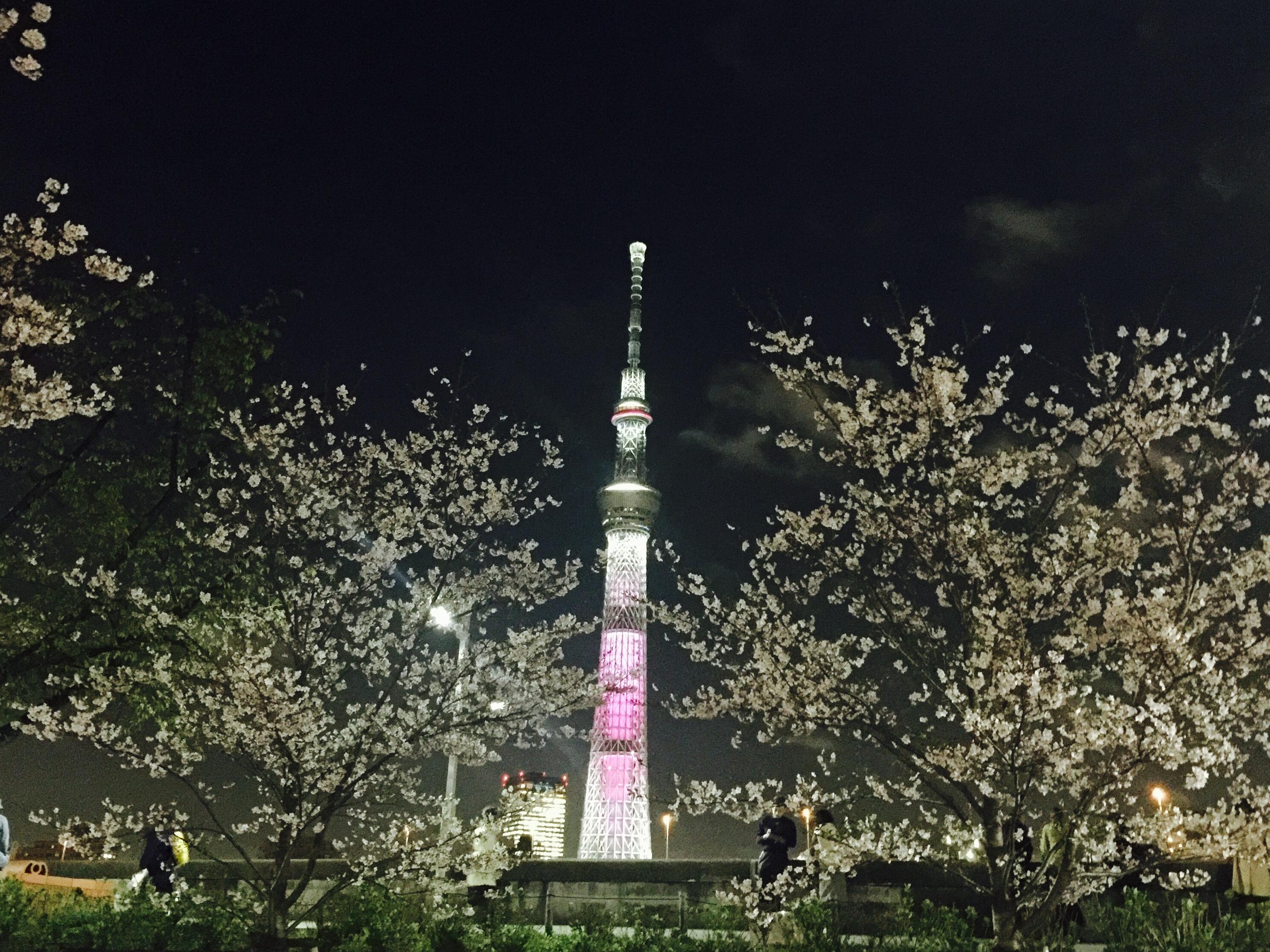 樱花和东京天空树在一起会是一种怎样的美丽景象？