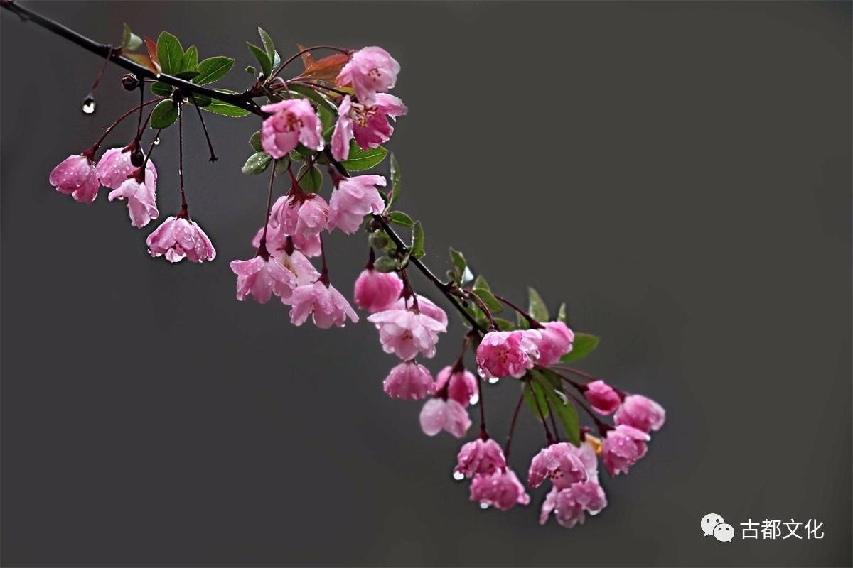 海棠未雨,梨花先雪—走进古人的海棠世界