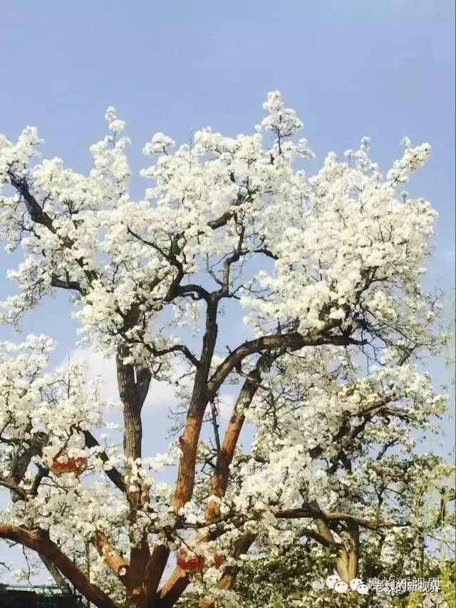 4月8日什川梨花节 你能看到的不仅是梨花