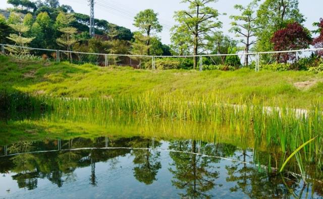 雨水花园也被称为生物滞留区域(bioretention area),是指在园林绿地