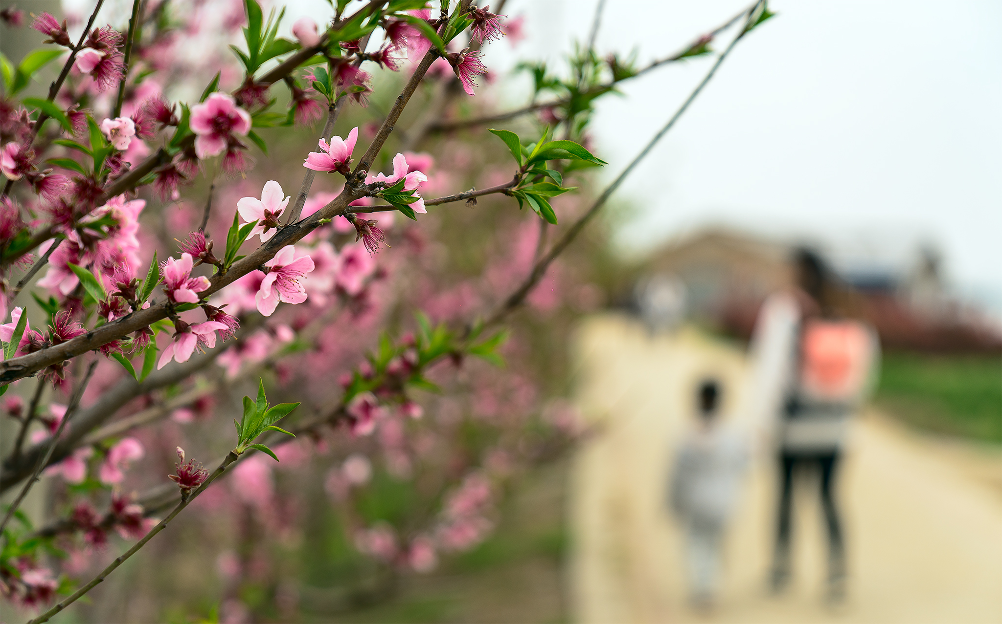 十里菜花十里桃花莲花岛的春天美如仙境